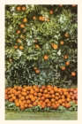 Image for The Vintage Journal Orange Grove