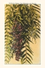 Image for The Vintage Journal California Pepper Blossoms and Berries