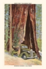 Image for The Vintage Journal Car Driving through Redwood, California