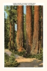 Image for The Vintage Journal Three Graces Redwoods, Sequoia, California