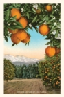 Image for The Vintage Journal Orange Grove with Mountains in Background