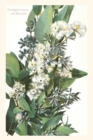 Image for The Vintage Journal Eucalyptus Blossoms