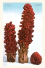 Image for The Vintage Journal Snow Plant, Lake Tahoe, California