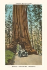 Image for The Vintage Journal Wawona, Mariposa Big Tree Grove, Yosemite, California