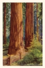 Image for The Vintage Journal Giant Redwoods