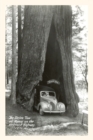 Image for The Vintage Journal Car Driving through Redwood