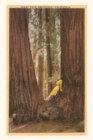 Image for The Vintage Journal Girl in Nook of Twin Redwood Trees