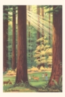 Image for The Vintage Journal Bucolic Scene, Muir Woods, California