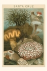 Image for Vintage Journal Sea Anemones, Santa Cruz, California