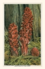 Image for Vintage Journal Snow Plants, Lake Tahoe