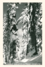 Image for Vintage Journal Wawona Grove of Big Trees, Yosemite