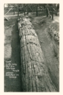 Image for Vintage Journal Giant Petrified Log, Santa Rosa