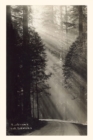 Image for Vintage Journal Sunbeams and Redwoods
