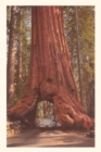 Image for Vintage Journal Redwood and Volkswagen