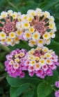 Image for Blossom Bouquet Sketchbook