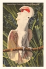 Image for Vintage Journal Salmon-Crested Cockatoo, Florida