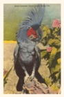 Image for Vintage Journal Black Cockatoo, Miami, Florida