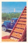 Image for Vintage Journal Sorting Oranges in Orchard, Florida
