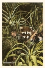 Image for Vintage Journal A Florida Coon, Pineapples