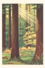 Image for Vintage Journal California Redwoods