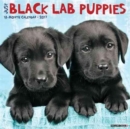 Image for Just Black Lab Puppies 2017 Wall Calendar