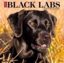 Image for Just Black Labs 2017 Wall Calendar