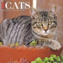 Image for Just Cats 2017 Wall Calendar