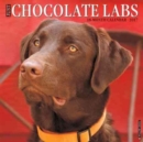 Image for Just Chocolate Labs 2017 Wall Calendar