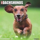 Image for Just Dachshunds 2017 Wall Calendar