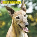 Image for Just Greyhounds 2017 Wall Calendar