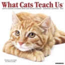 Image for What Cats Teach Us 2017 Wall Calendar