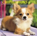 Image for Just Chihuahuas 2018 Wall Calendar (Dog Breed Calendar)