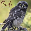 Image for Owls 2018 Wall Calendar