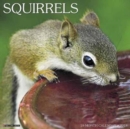 Image for Squirrels 2018 Wall Calendar