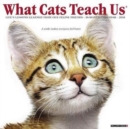 Image for What Cats Teach Us 2018 Wall Calendar
