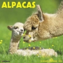 Image for Alpacas 2018 Wall Calendar