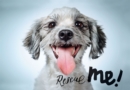 Image for Rescue Me (signed edition) : Dog Adoption Portraits and Stories from New York City