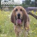 Image for BLOODHOUNDS WALL CALENDAR 2020
