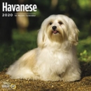 Image for HAVANESE WALL CALENDAR 2020