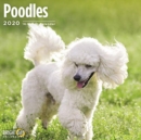Image for POODLES WALL CALENDAR 2020