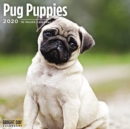 Image for PUG PUPPIES WALL CALENDAR 2020