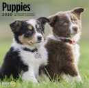Image for PUPPIES WALL CALENDAR 2020