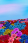 Image for Mindbook : Oh my bottle flower field