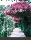 Image for Bougainvillea