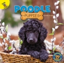 Image for Poodle Puppies