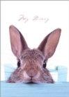 Image for Lock-Up Diary: Sneaky Bunny