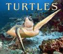 Image for Turtles