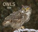 Image for Owls 2016 Calendar