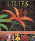 Image for Lilies  : an illustrated guide to varieties, cultivation and care, with step-by-step instructions and over 150 stunning photographs