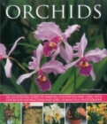 Image for Orchids  : an illustrated guide to varieties, cultivation and care, with step-by-step instructions and over 150 beautiful photographs
